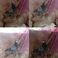 30 عدد کبوتر