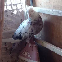 کفتر|پرنده|قم, کیوانفر|دیوار