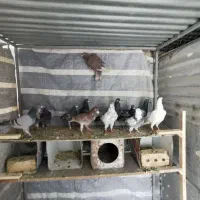 کبوتر پلاکی سبز و سرور کوهی