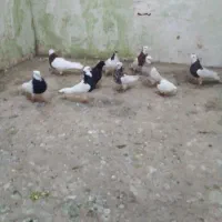 کبوتر|پرنده|سبزوار, کوی بهار|دیوار