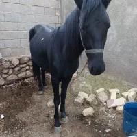 اسب ترکمن|اسب و تجهیزات اسبسواری|کوه چنار, |دیوار