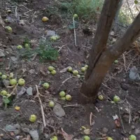 فروش باغ گلابی ۵۰۰ متر با آب و هوای دلپذیر|فروش دفتر صنعتی، کشاورزی، تجاری|تهران, سعادت‌آباد|دیوار