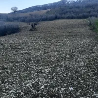 زمین کشاورزی|فروش دفتر صنعتی، کشاورزی، تجاری|جوانرود, |دیوار