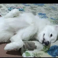 اشپتیز|سگ|اصفهان, عمان سامانی|دیوار