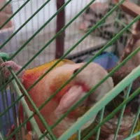 جفت گرینچیک دستی سخنگو|پرنده|کوهبنان, |دیوار