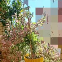 نخل ماداگاسکار|گل و گیاه طبیعی|شاهین‌شهر, شهرک گلدیس|دیوار