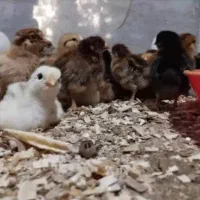 همستر،جوجه مرغ،خروس،جوجه گلپای،کبوتر عمده|موش و خرگوش|لاهیجان, طالقانی|دیوار