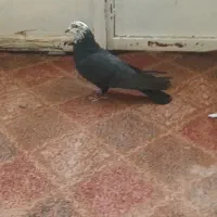 کبوتر ماده سیاه کله سفید