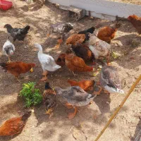 فروش مرغ و خروس نیمچه ۳ماه به بالا