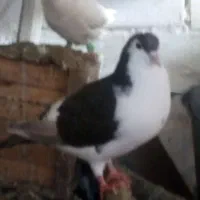 کبوتر|پرنده|تربتحیدریه, آغوی|دیوار