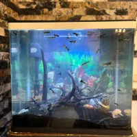 اکواریوم کوچیک شیشه خم شرکتی و تعدادی ماهی|ماهی|مشکین‌دشت, |دیوار