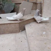 فروش جفت نروماده سرورهما