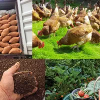 کود مرغی سالنی و قفسی|خدمات باغبانی و درختکاری|قم, دانشگاه قم|دیوار