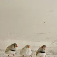 فنچ جوان و خانگی