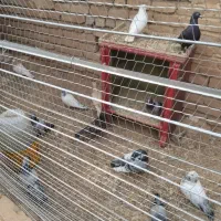 پرنده|پرنده|شهرآباد, |دیوار