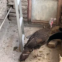بوقلمون ماده