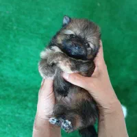 توله های پشمالو