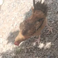 مرغ محلی حراج ۱۳۰۰