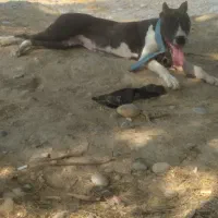 سگ پیتبول ماده