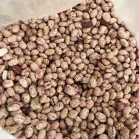 لوبیا چیتی و قرمز امسالی