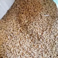 بذر گندم ساجی