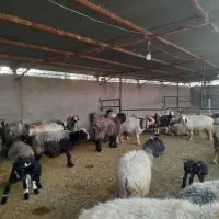 میش داشتی نژاد ترکی بختیاری