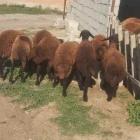 بره|حیوانات مزرعه|سیمین شهر, |دیوار