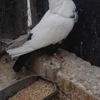 کبوتر ماده دمسیاه|پرنده|بهبهان, |دیوار