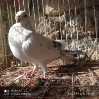 نامبر نر|پرنده|روانسر, |دیوار