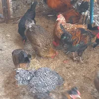 مرغ و خروس محلی|حیوانات مزرعه|چغادک, |دیوار