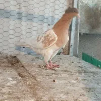 کفتر کله زرد|پرنده|مشهد, فاطمیه|دیوار