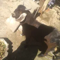 تروشت فروشی