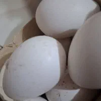 تخم بوقلمون