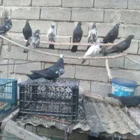 فروش‌کبوترپرشی‌نژادتهرانی‌به‌تعداد۵۰عدد|پرنده|سلماس, |دیوار