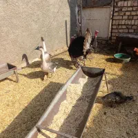 بوقلمون قوغاز مرغ خروس|حیوانات مزرعه|قرچک, فردیس|دیوار