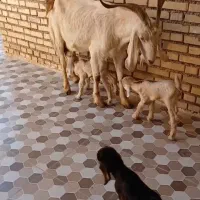 بز ۳قلو دار تاز زایده ۲تا ماده یه نر