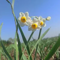 فروش گل نرگس جویبار