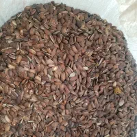 تخمه فندقی 80کیلو است وتخمه دانه بلند ژاپنی