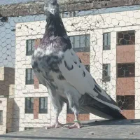 یک عدد کبوتر  نر بسیار قلدر کبوتر کبوتر بازی