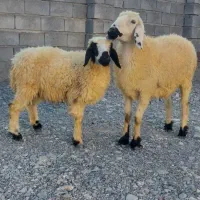 فروش میش محلی بابره ماده