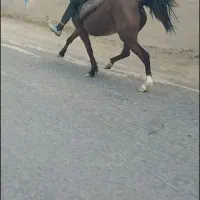 اسب‌ مادیان‌ تمام‌ یورقه