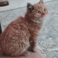 بچه گربه|گربه|مشهد, انقلاب|دیوار