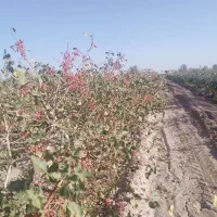 فروش زمین پسته