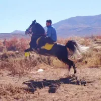 اسب|اسب و تجهیزات اسب‌سواری|بیضا, |دیوار