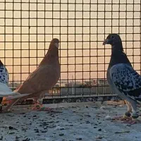 کفتر رنگه پرشی|پرنده|تربت‌حیدریه, بالا ولایت|دیوار