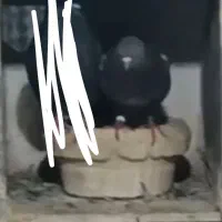 گمشده کبوتر|حیوانات|قم, نیروگاه|دیوار