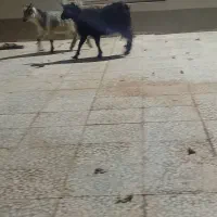 فروش ۲ عدد کره محلی