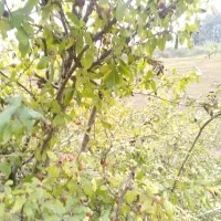 زیارتی و سیاحتی قم کاشان و شهرهای داخلی