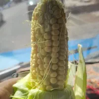 ذرت
