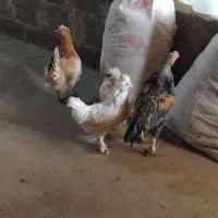 مرغ و خروس دورگ|حیوانات مزرعه|سروآباد, |دیوار